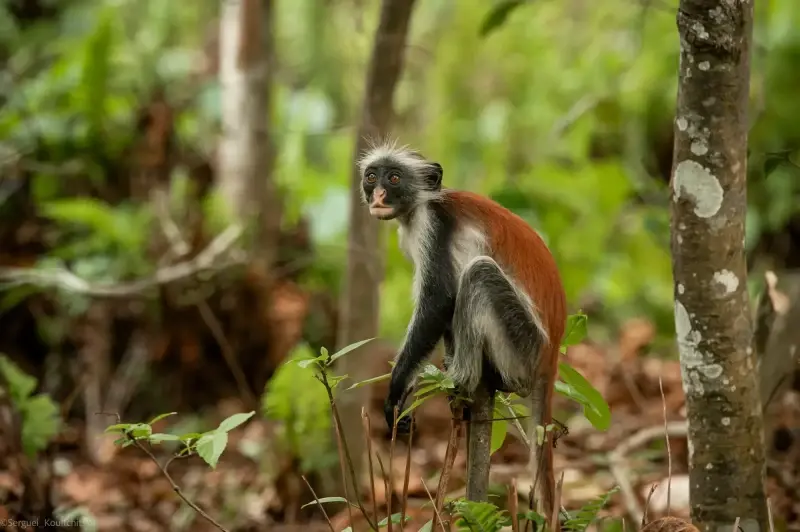 Zanzibar Archipelago, Tanzania — Zanzibar — photo captured with NIKON D3, 200.0-400.0 mm f/4.0