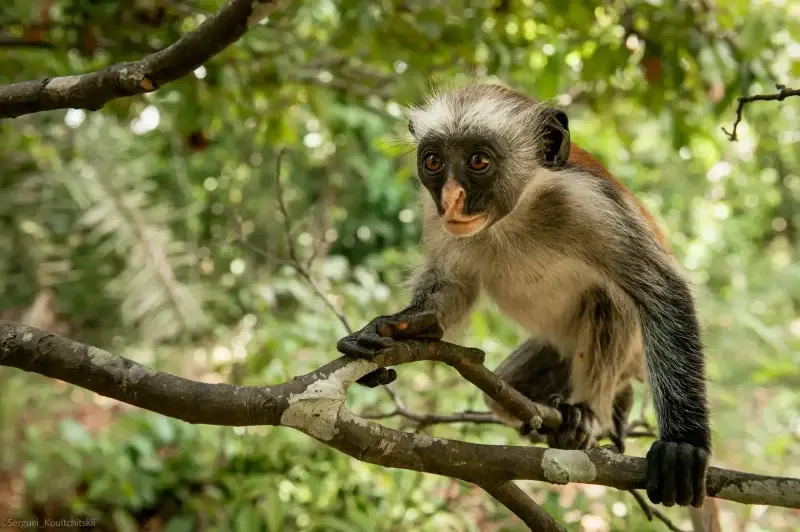 Zanzibar Archipelago, Tanzania — Zanzibar — photo captured with NIKON D700, 24.0-70.0 mm f/2.8